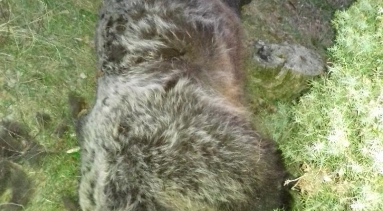 Νεκρή μια αρκούδα στην Εορδαία. Μήνυση κατέθεσε η ΚΟΜΑΘ