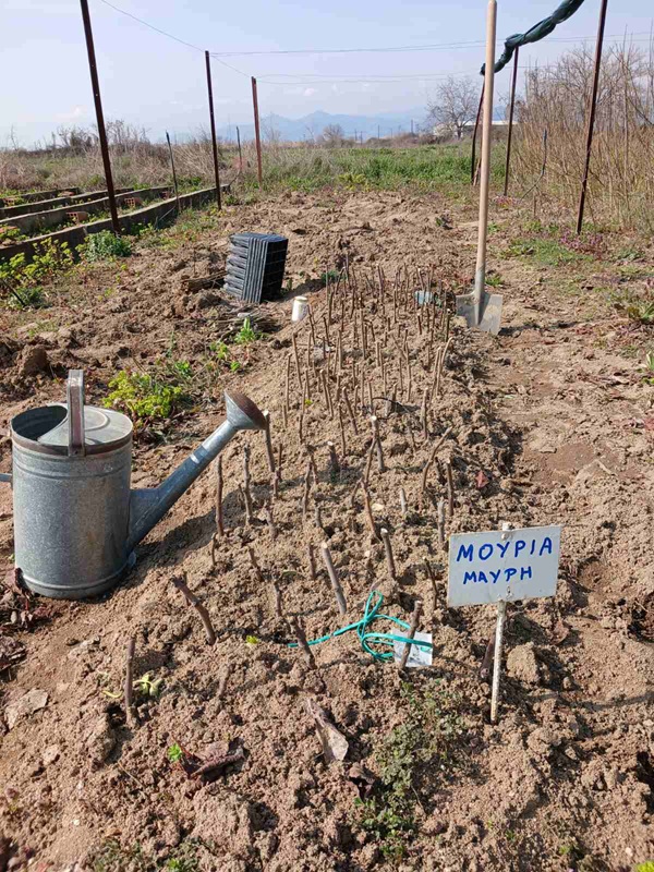 &Kappa;&Omicron;&Mu;&Alpha;&Theta; &Phi;&Upsilon;&Tau;&Epsilon;&Upsilon;&Sigma;&Epsilon;&Iota;&Sigma; &Alpha;&Lambda;&Epsilon;&Xi; 2026 &mu;&omicron;&sigma;&chi;&epsilon;&upsilon;&mu;&alpha;&tau;&alpha;