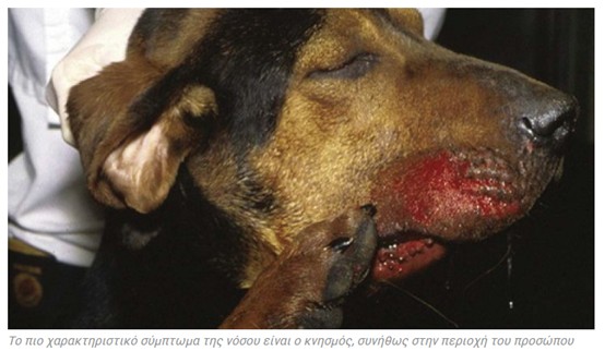 ΣΥΜΠΤΩΜΑ ΨΕΥΔΟΛΥΣΣΑ 1 A