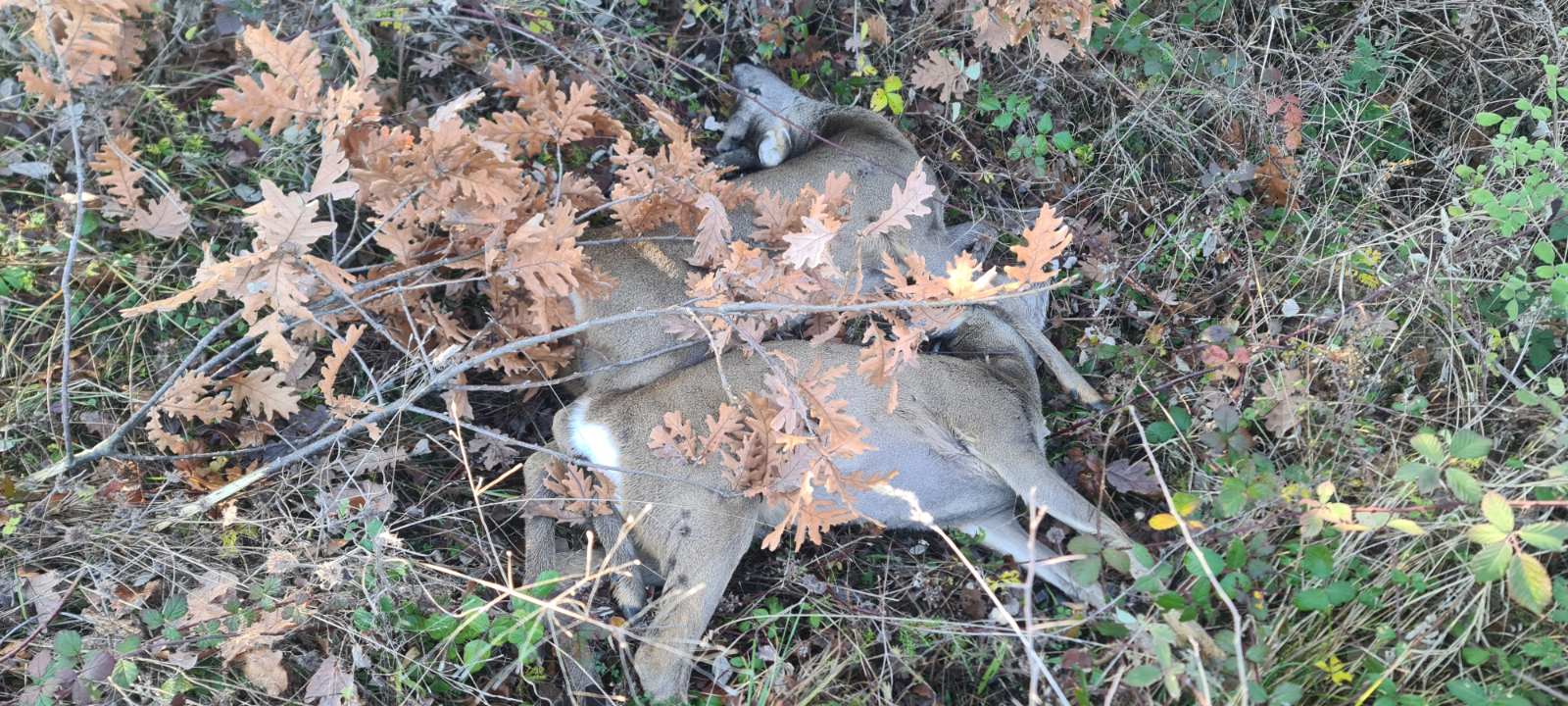 &lambda;&alpha;&theta;&rho;&omicron;&theta;&eta;&rho;ί&alpha; &zeta;&alpha;&rho;&kappa;&alpha;&delta;&iota;&omicron;ύ &Delta;&epsilon;&kappa; 2025 &alpha;