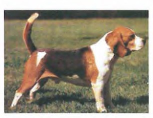 beagle verysmall 26