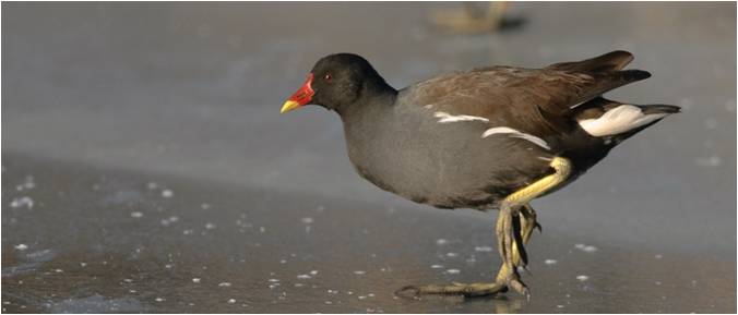 nerokota gallinulachloropus