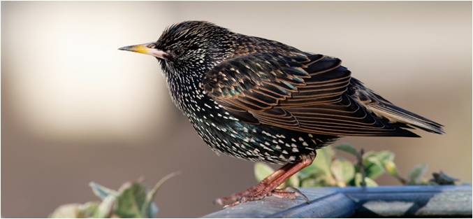 psaroni sturnus vulgaris