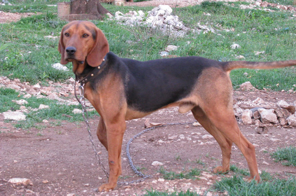 valkanikos ixnilatis