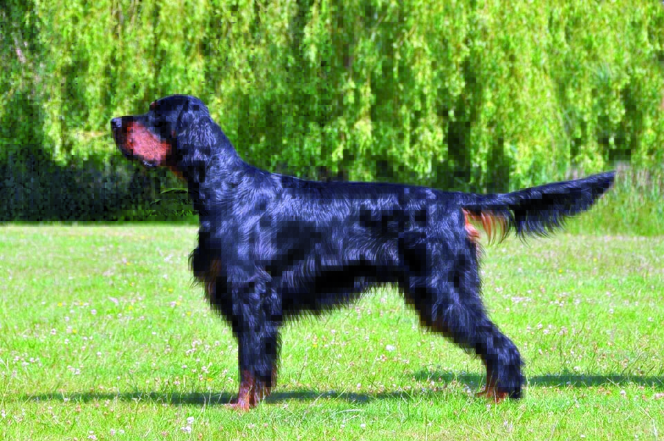 Gordon Setter small