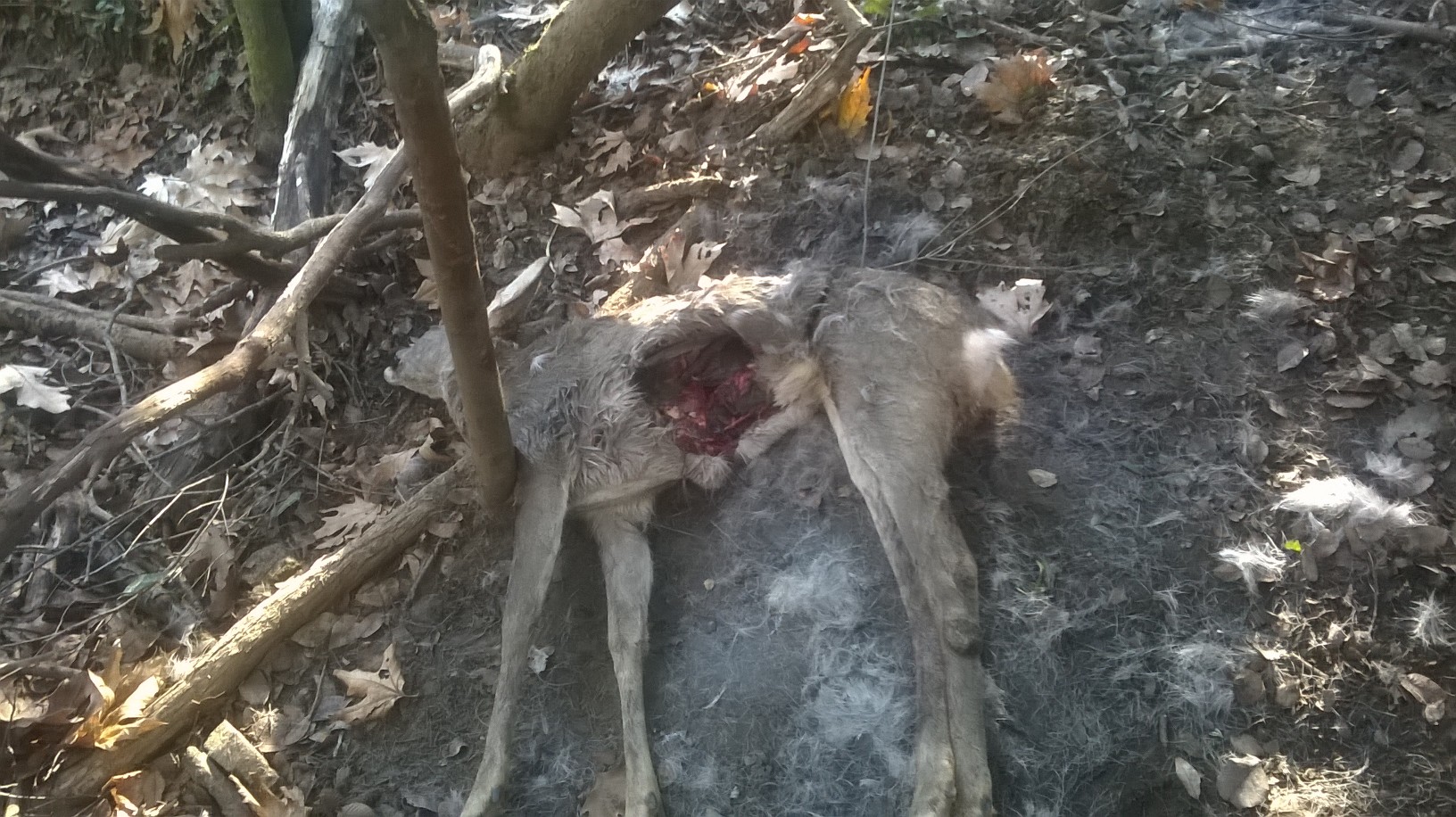 Ασυνείδητοι έβαλαν θηλιές στην Ολυμπιάδα Χαλκιδικής 